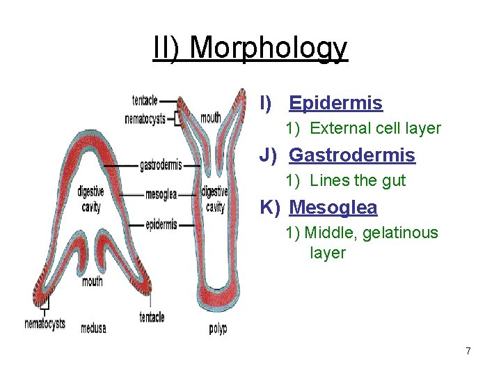 II) Morphology I) Epidermis 1) External cell layer J) Gastrodermis 1) Lines the gut