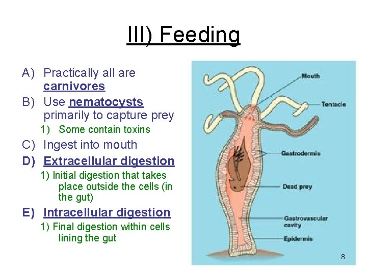 III) Feeding A) Practically all are carnivores B) Use nematocysts primarily to capture prey