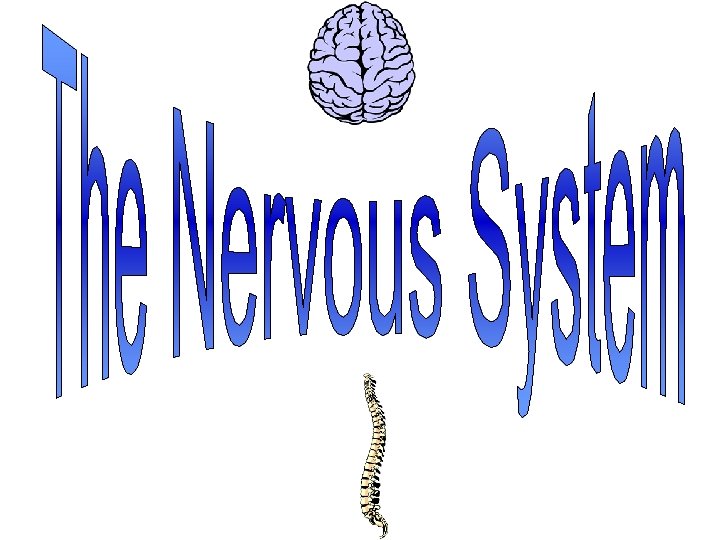 The Nervous System Chapter 11 Unit 2 A