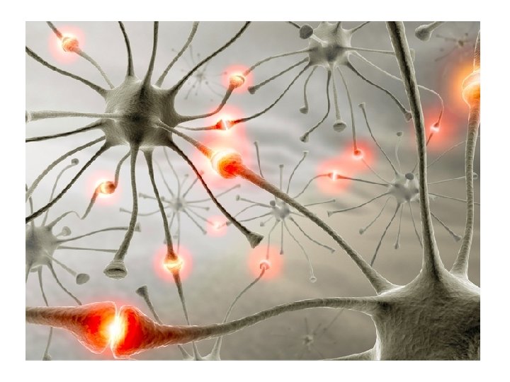 The Nervous System Chapter 11 Unit 2 A