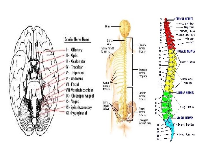 The Nervous System Chapter 11 Unit 2 A