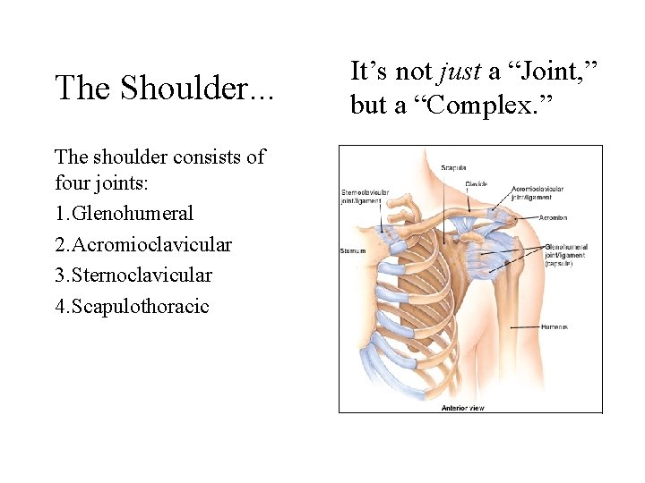 The Shoulder. . . The shoulder consists of four joints: 1. Glenohumeral 2. Acromioclavicular The Shoulder. . . The shoulder consists of four joints: 1. Glenohumeral 2. Acromioclavicular