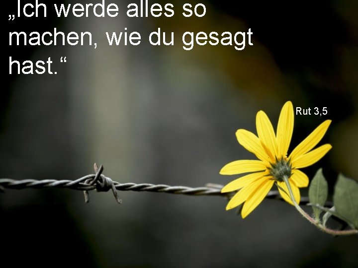 „Ich werde alles so machen, wie du gesagt hast. “ Rut 3, 5 