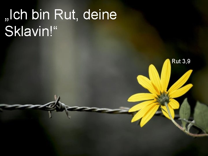 „Ich bin Rut, deine Sklavin!“ Rut 3, 9 