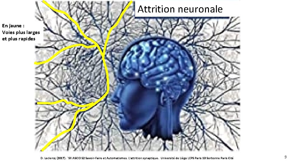 Attrition neuronale En jaune : Voies plus larges et plus rapides D. Leclercq (2017).