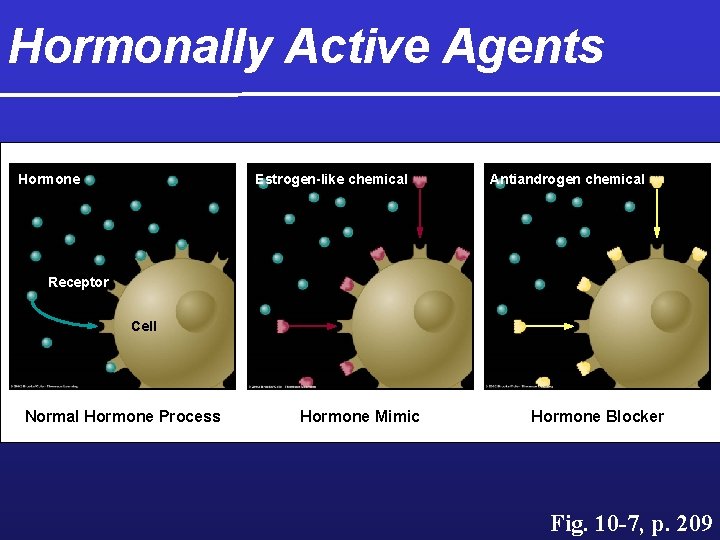 Hormonally Active Agents Hormone Estrogen-like chemical Antiandrogen chemical Receptor Cell Normal Hormone Process Hormone