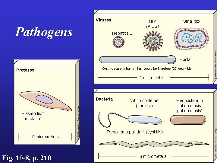 Viruses Pathogens HIV (AIDS) Smallpox Hepatitis B Ebola Protozoa On this scale, a human