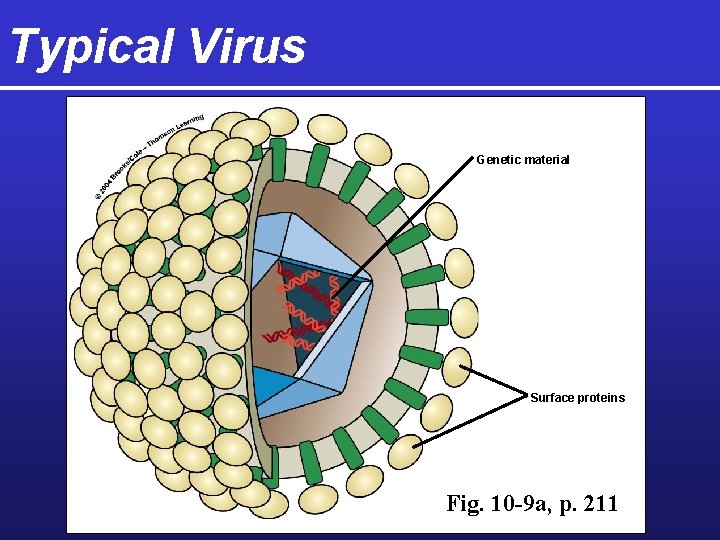 Typical Virus Genetic material Surface proteins Fig. 10 -9 a, p. 211 