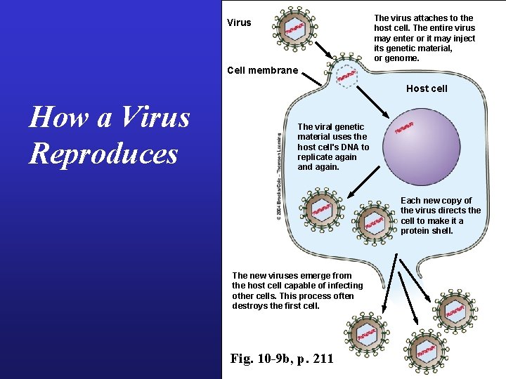 The virus attaches to the host cell. The entire virus may enter or it