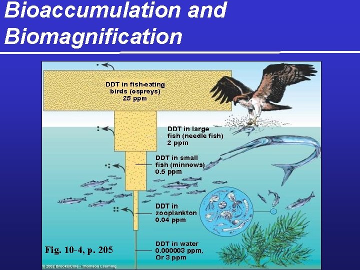 Bioaccumulation and Biomagnification Fig. 10 -4, p. 205 