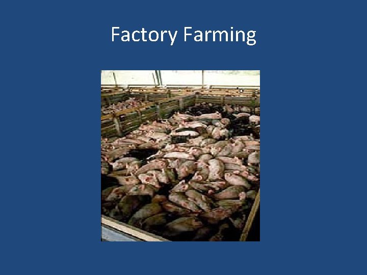Factory Farming 