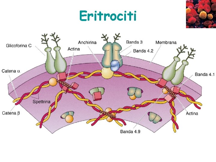 Eritrociti 