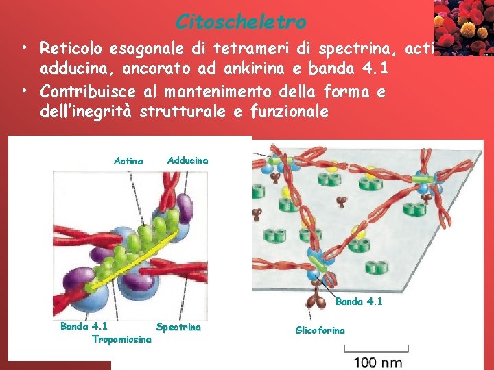 Citoscheletro • Reticolo esagonale di tetrameri di spectrina, actina, adducina, ancorato ad ankirina e