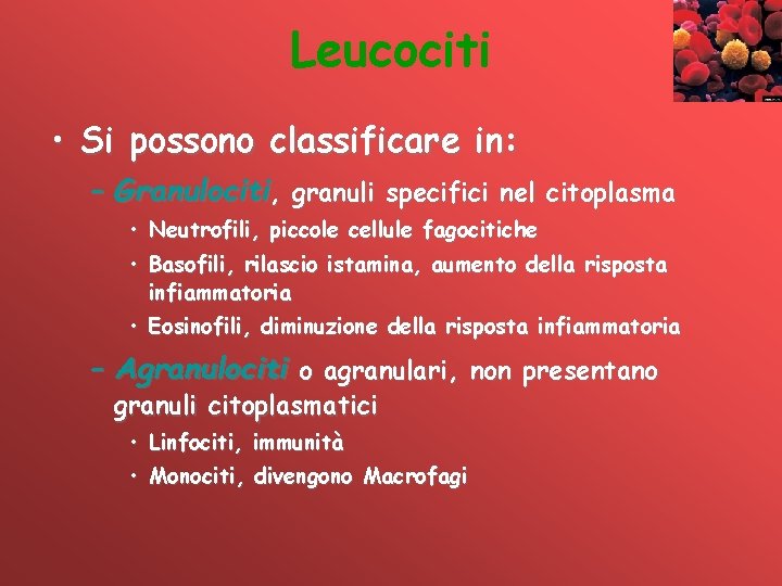 Leucociti • Si possono classificare in: – Granulociti, granuli specifici nel citoplasma • Neutrofili,