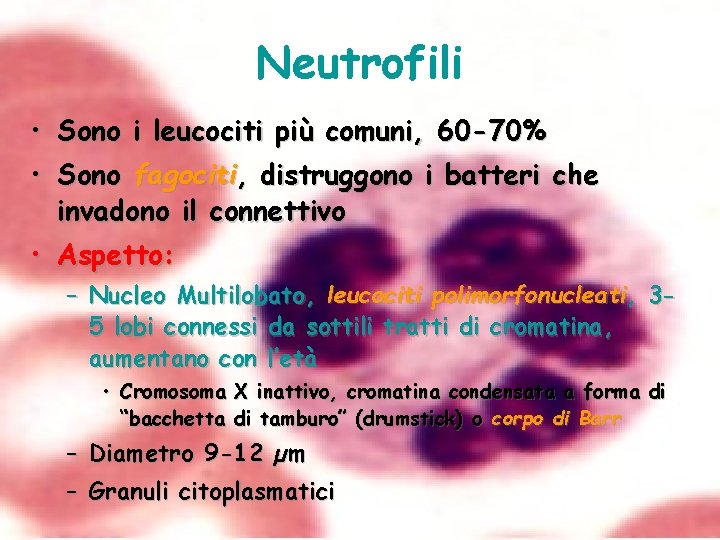 Neutrofili • • Sono i leucociti più comuni, 60 -70% Sono fagociti, distruggono i