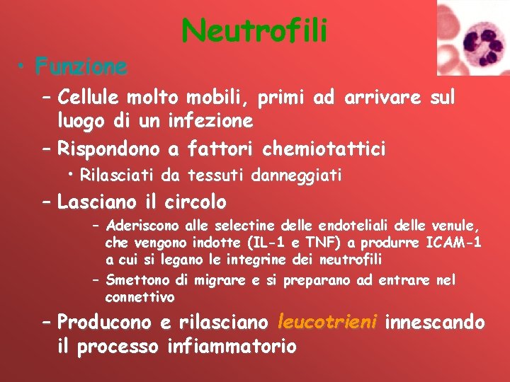  • Funzione Neutrofili – Cellule molto mobili, primi ad arrivare sul luogo di