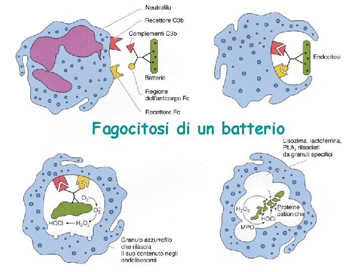 Fagocitosi di un batterio 