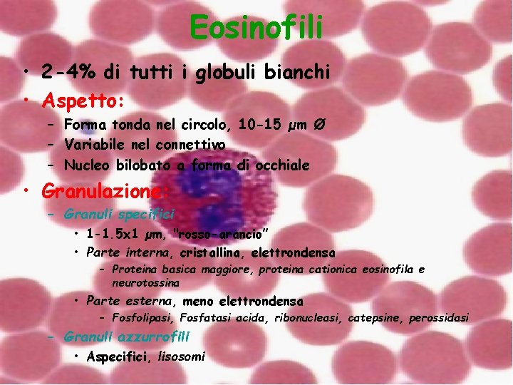 Eosinofili • 2 -4% di tutti i globuli bianchi • Aspetto: – Forma tonda