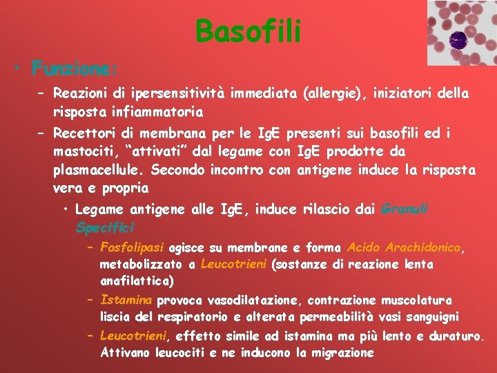 Basofili • Funzione: – Reazioni di ipersensitività immediata (allergie), iniziatori della risposta infiammatoria –