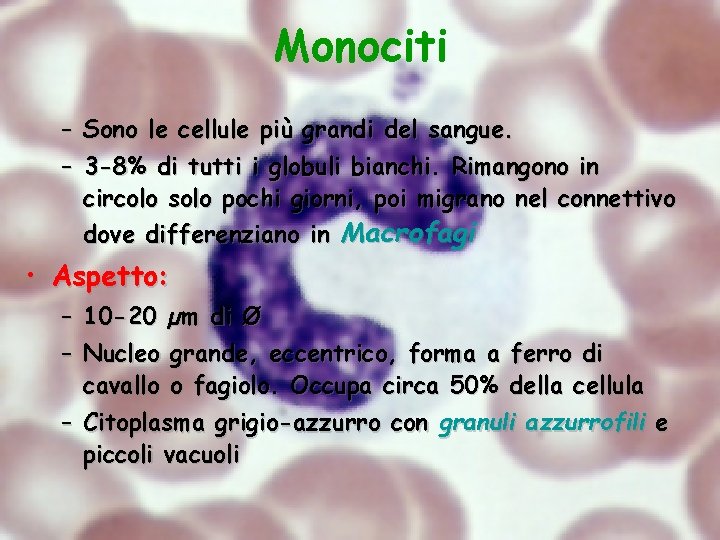 Monociti – Sono le cellule più grandi del sangue. – 3 -8% di tutti