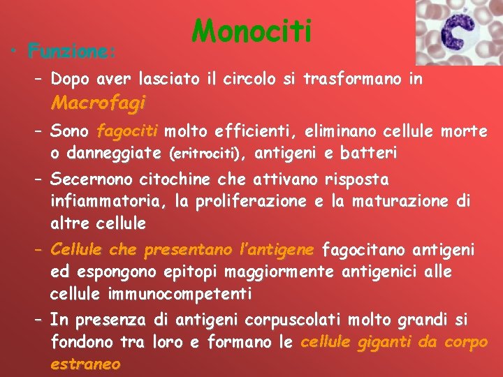  • Funzione: Monociti – Dopo aver lasciato il circolo si trasformano in Macrofagi