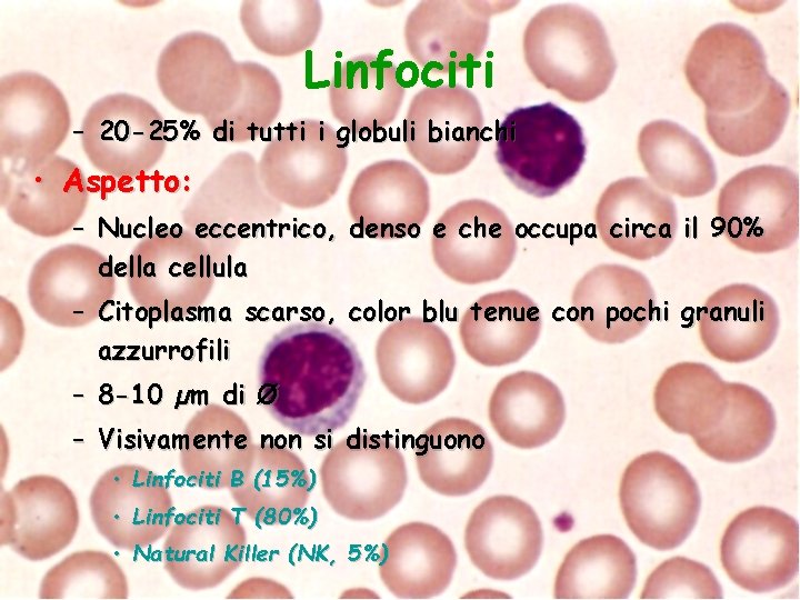 Linfociti – 20 -25% di tutti i globuli bianchi • Aspetto: – Nucleo eccentrico,