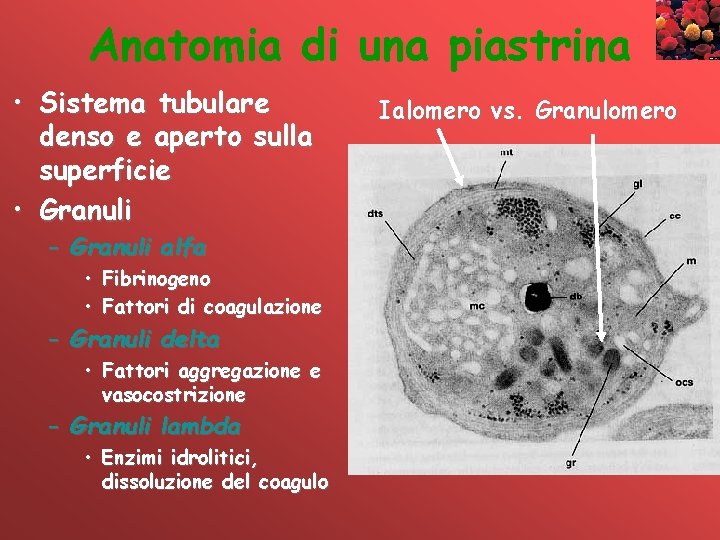 Anatomia di una piastrina • Sistema tubulare denso e aperto sulla superficie • Granuli