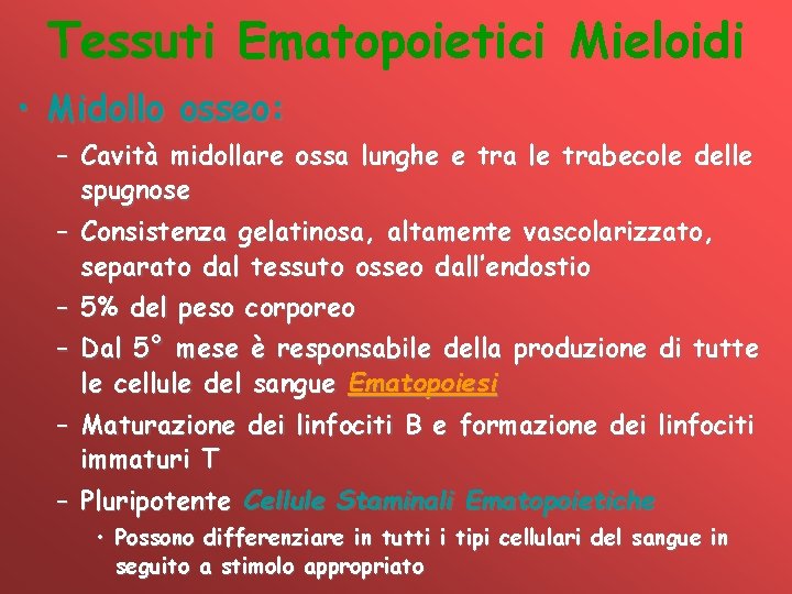 Tessuti Ematopoietici Mieloidi • Midollo osseo: – Cavità midollare ossa lunghe e tra le