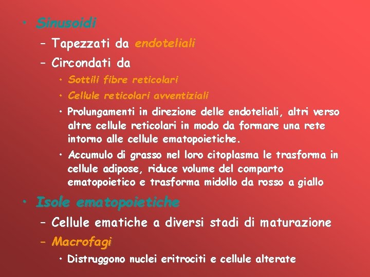  • Sinusoidi – Tapezzati da endoteliali – Circondati da • Sottili fibre reticolari