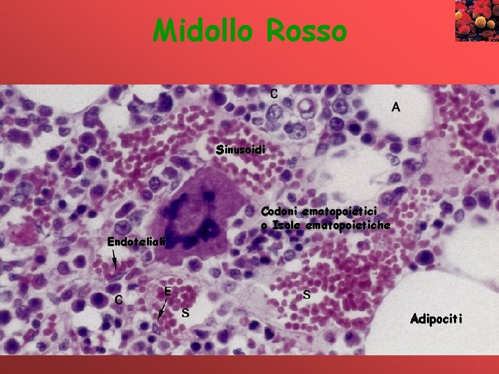 Midollo Rosso Sinusoidi Endoteliali Codoni ematopoietici o Isole ematopoietiche Adipociti 