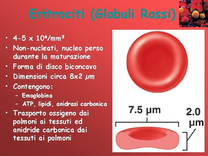 Eritrociti (Globuli Rossi) • 4 -5 x 106/mm 3 • Non-nucleati, nucleo perso durante