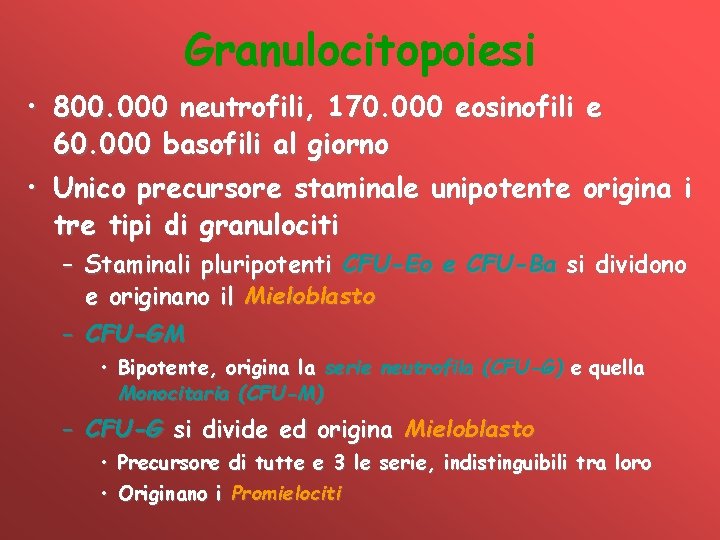 Granulocitopoiesi • 800. 000 neutrofili, 170. 000 eosinofili e 60. 000 basofili al giorno