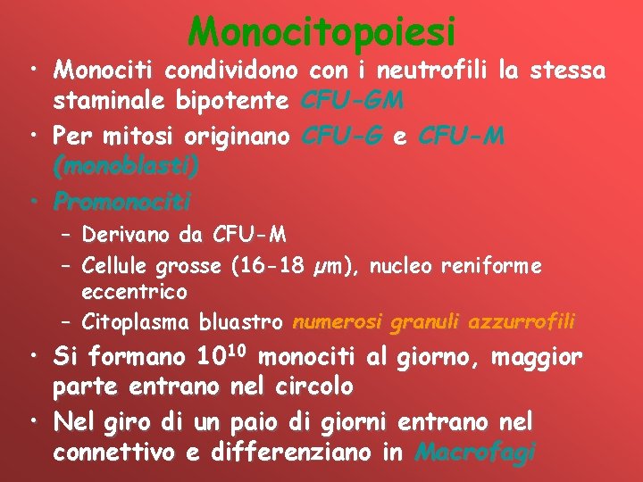 Monocitopoiesi • Monociti condividono con i neutrofili la stessa staminale bipotente CFU-GM • Per