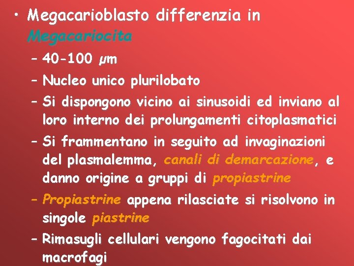  • Megacarioblasto differenzia in Megacariocita – 40 -100 µm – Nucleo unico plurilobato