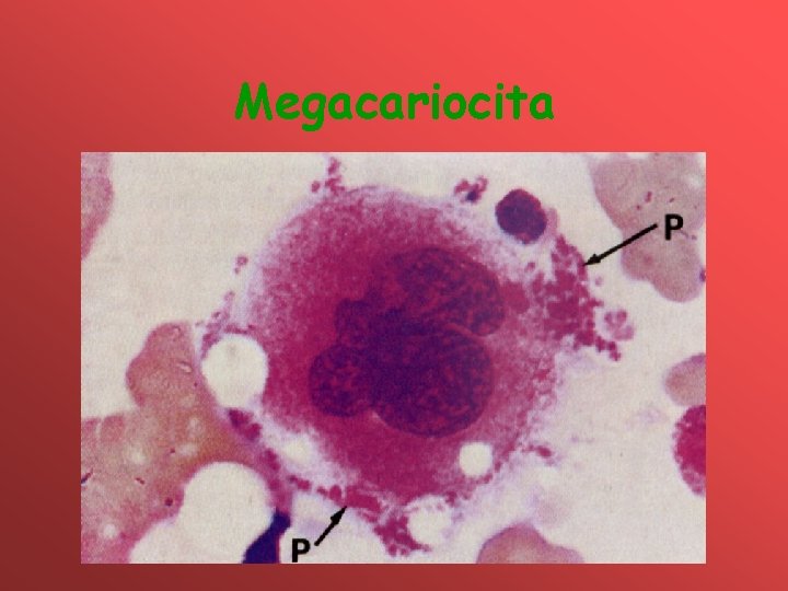 Megacariocita 