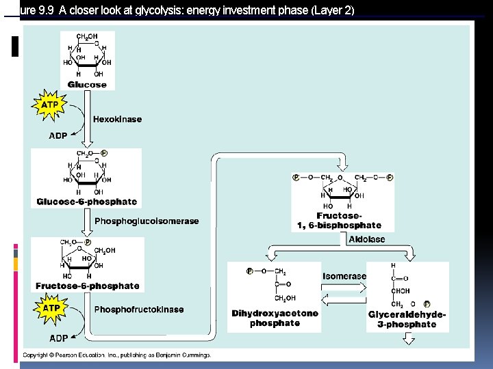 Figure 9. 9 A closer look at glycolysis: energy investment phase (Layer 2) 