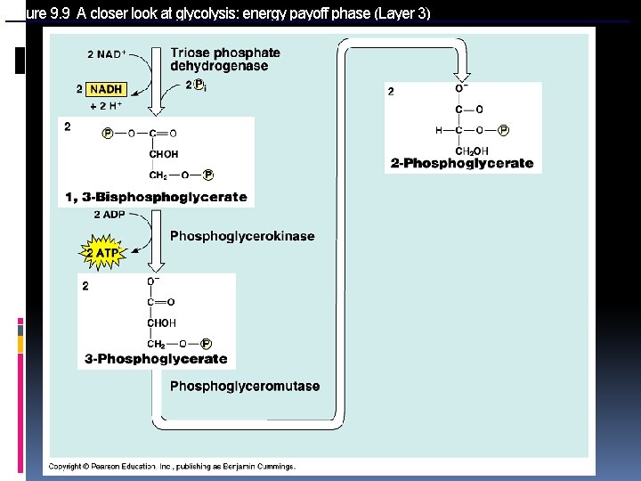 Figure 9. 9 A closer look at glycolysis: energy payoff phase (Layer 3) 