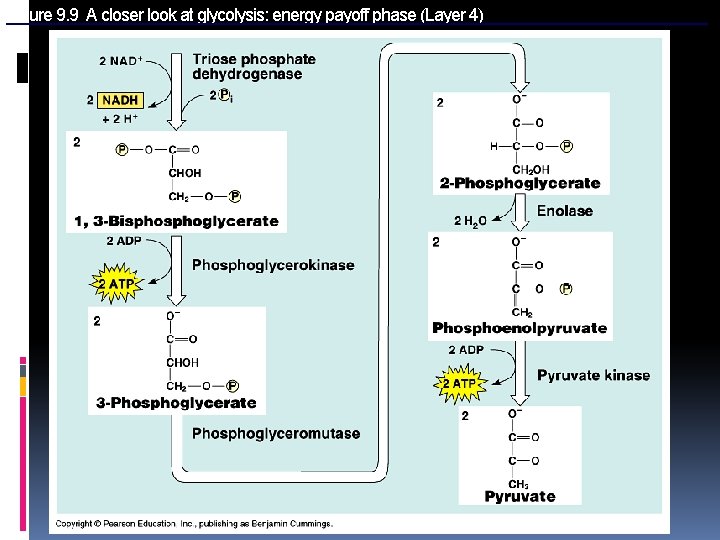 Figure 9. 9 A closer look at glycolysis: energy payoff phase (Layer 4) 