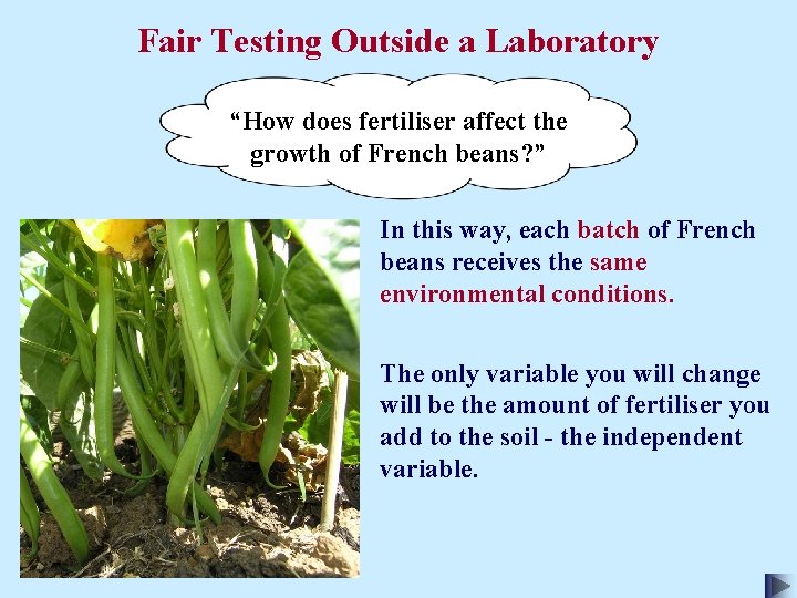 Fair Testing Outside a Laboratory “How does fertiliser affect the growth of French beans?