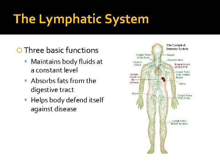 The Lymphatic System Three basic functions Maintains body fluids at a constant level Absorbs