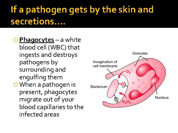 If a pathogen gets by the skin and secretions…. Phagocytes – a white blood