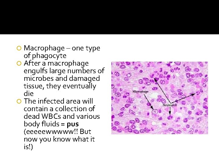  Macrophage – one type of phagocyte After a macrophage engulfs large numbers of