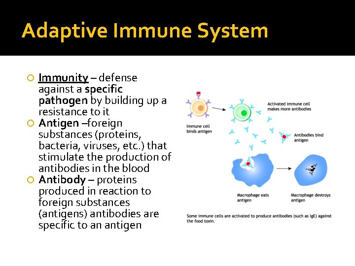 Adaptive Immune System Immunity – defense against a specific pathogen by building up a