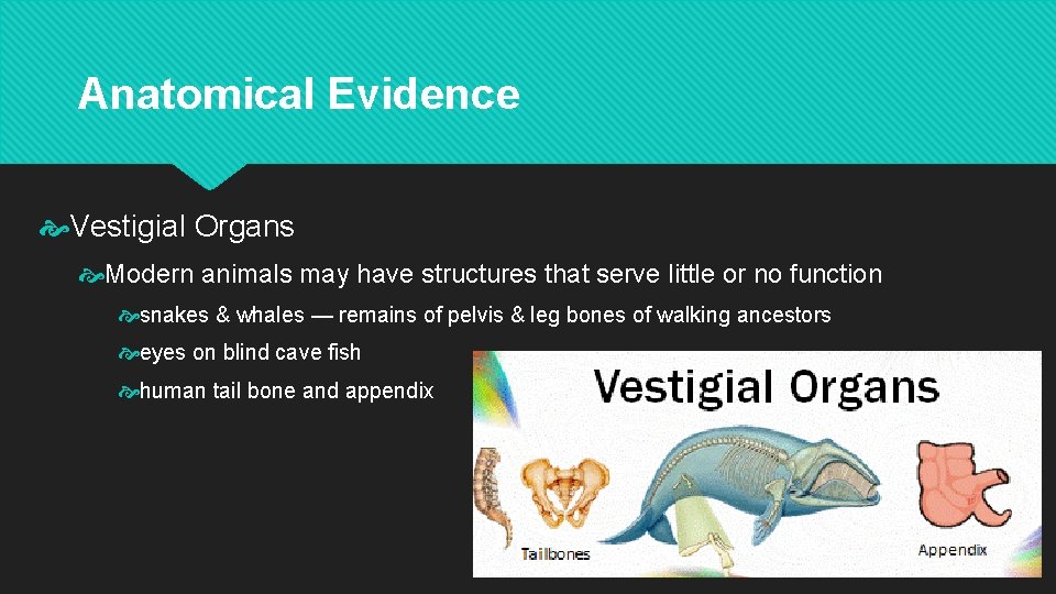 Anatomical Evidence Vestigial Organs Modern animals may have structures that serve little or no