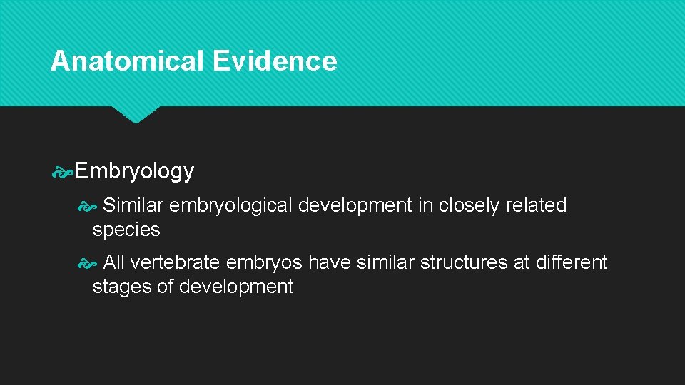 Anatomical Evidence Embryology Similar embryological development in closely related species All vertebrate embryos have