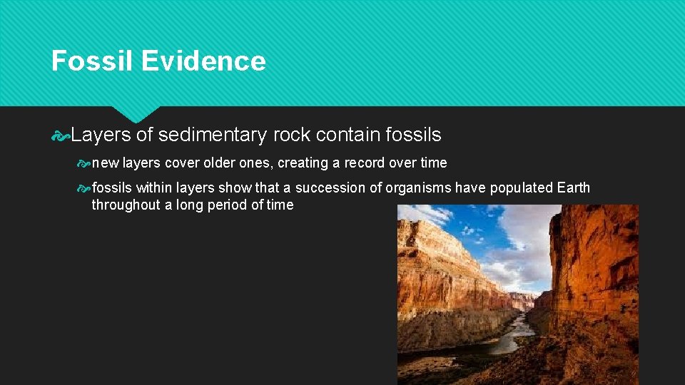 Fossil Evidence Layers of sedimentary rock contain fossils new layers cover older ones, creating
