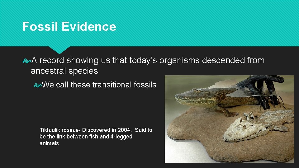 Fossil Evidence A record showing us that today’s organisms descended from ancestral species We