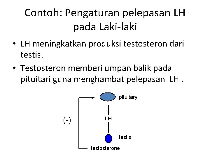 Contoh: Pengaturan pelepasan LH pada Laki-laki • LH meningkatkan produksi testosteron dari testis. •