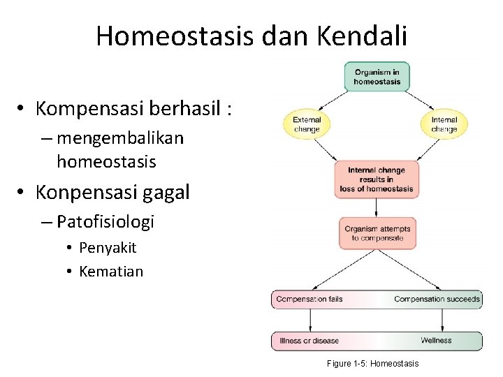 Homeostasis dan Kendali • Kompensasi berhasil : – mengembalikan homeostasis • Konpensasi gagal –