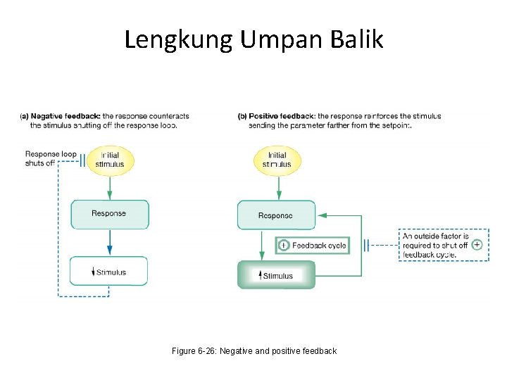 Lengkung Umpan Balik Figure 6 -26: Negative and positive feedback 